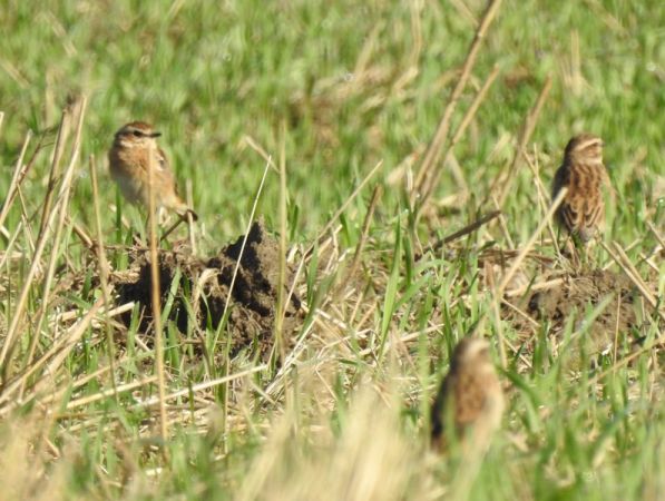 Braunkehlchen  - Magdalena Traciłowska