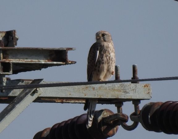 pustułka  - Magdalena Traciłowska