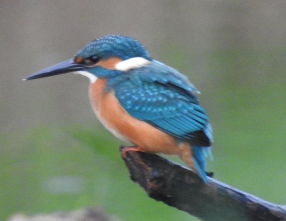 Eisvogel  - Robert Wakulski