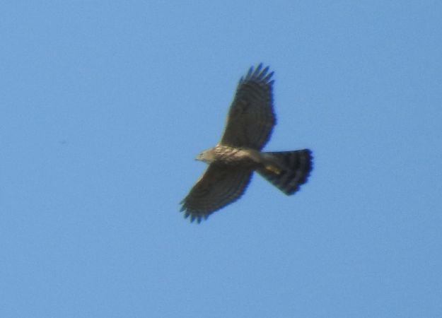 Habicht  - Robert Wakulski