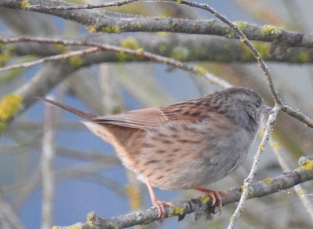 pokrzywnica  - Robert Wakulski