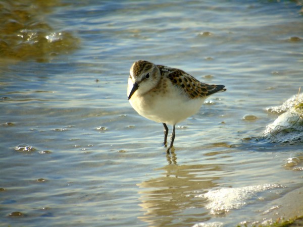 Little Stint  - Andrzej Tarasiuk