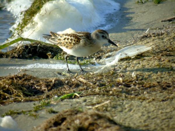 Bécasseau minute  - Andrzej Tarasiuk