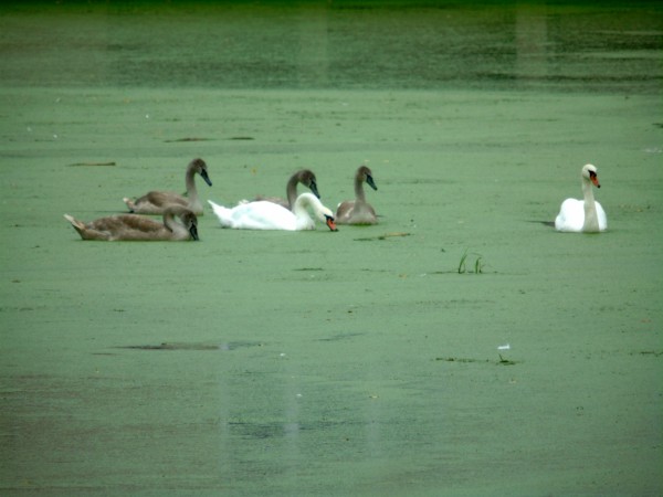 Mute Swan  - Andrzej Tarasiuk