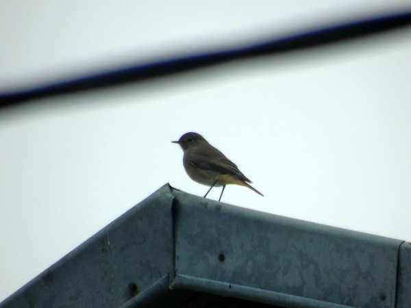 Black Redstart  - Andrzej Tarasiuk
