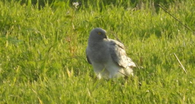 Hen Harrier  - Roman Kempa