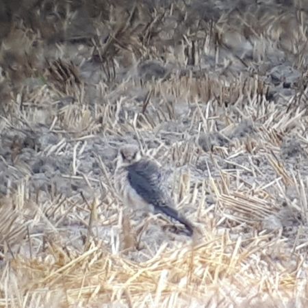 Faucon kobez  - Marcin Sołowiej