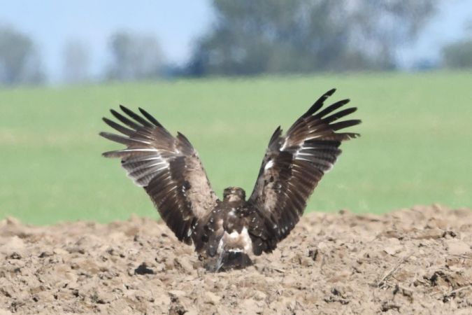 Schreiadler  - Marcin Sołowiej