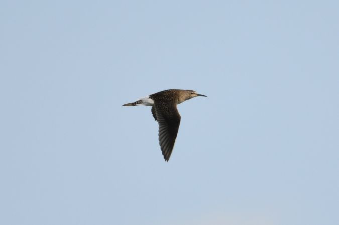 Bruchwasserläufer  - Marcin Sołowiej