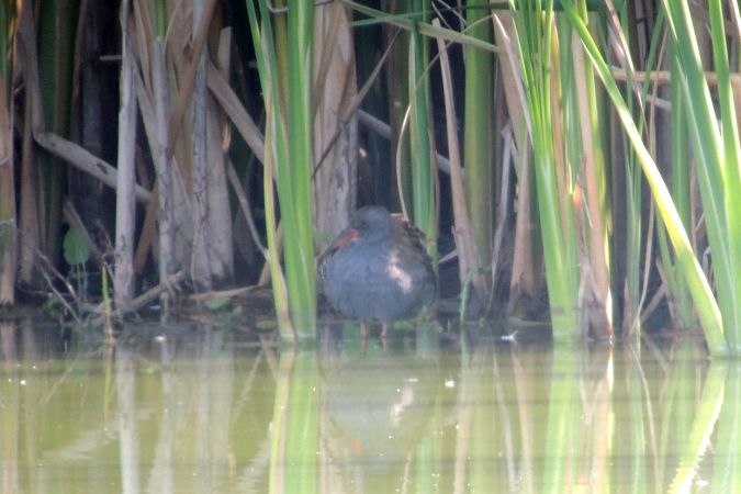 Water Rail  - Marcin Sołowiej