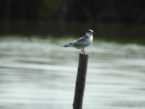Whiskered Tern  - Marta Ilkowska Nowak