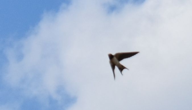 Rauchschwalbe  - Hanna Żelichowska