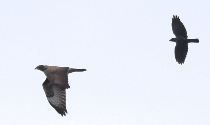 myszołów  - Hanna Żelichowska