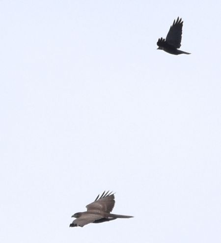 Buse variable  - Hanna Żelichowska