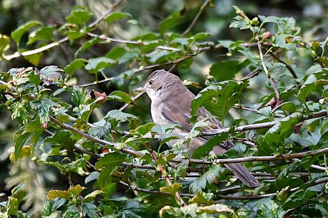 Dorngrasmücke  - Hanna Żelichowska
