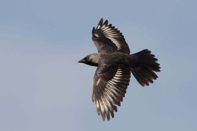 kawka  - Hanna Żelichowska