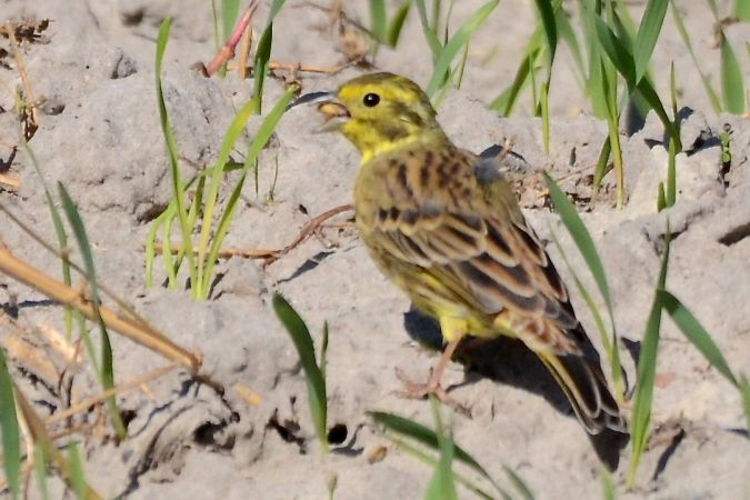 trznadel  - Hanna Żelichowska