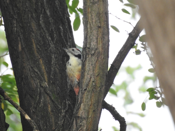 Mittelspecht  - Amanda Zinkow