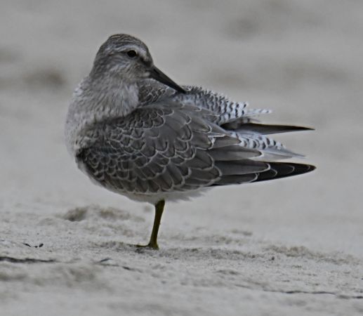 Knutt  - Małgorzata Kiżewska