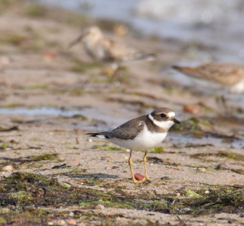 Sandregenpfeifer  - Małgorzata Kiżewska