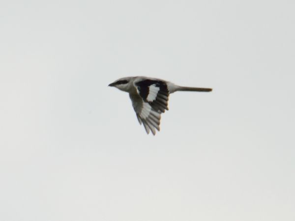 Great Grey Shrike 