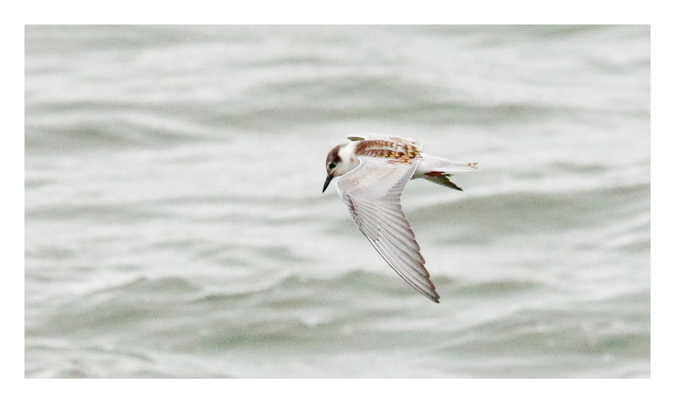 Weißbart-Seeschwalbe 