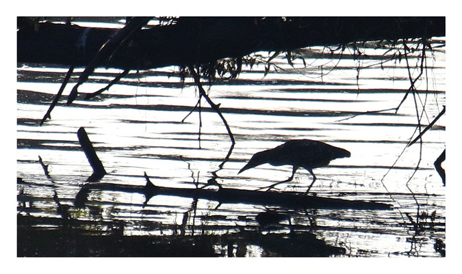 Black-crowned Night Heron 