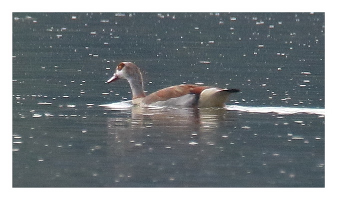 Egyptian Goose 