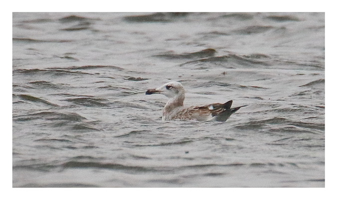 Goéland ichthyaète 