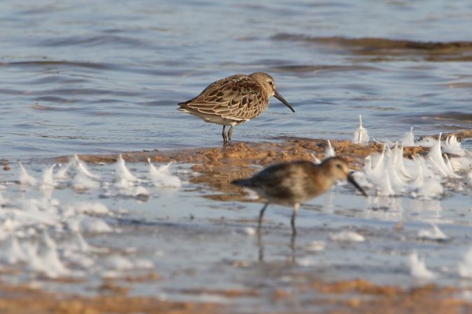 Dunlin  - Mariusz Zub