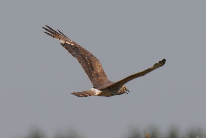 Wiesenweihe  - Marcin Dec