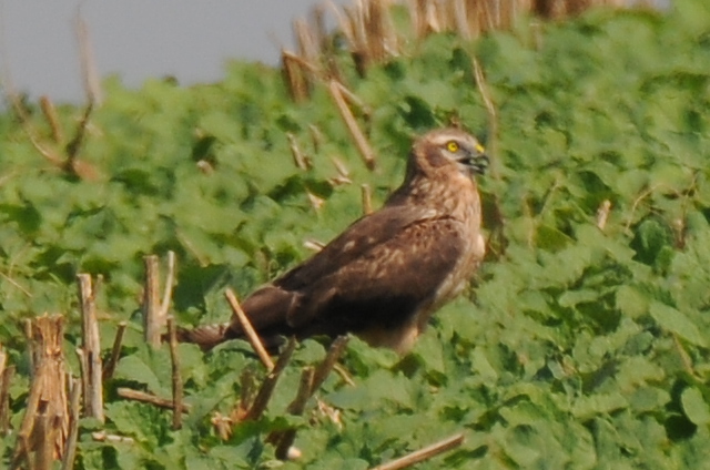 Busard cendré  - Marcin Dec
