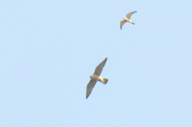 sokół wędrowny  - Marcin Dec