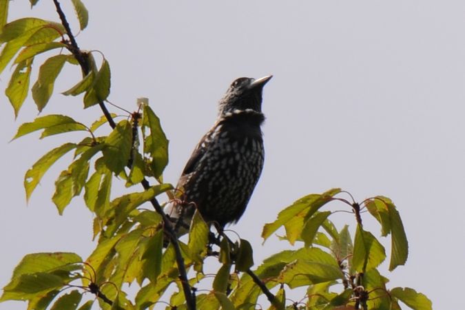 Tannenhäher  - Marcin Dec