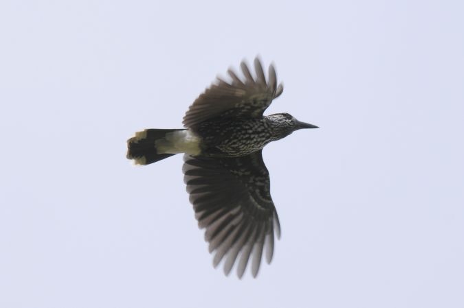 Cassenoix moucheté  - Marcin Dec