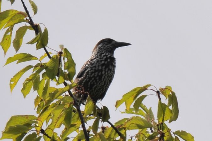 orzechówka  - Marcin Dec