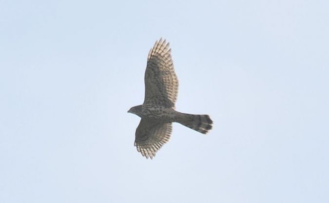 Autour des palombes  - Marcin Dec
