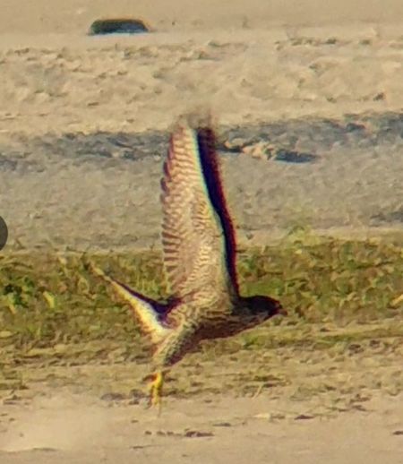 sokół wędrowny  - Monika Żochowska