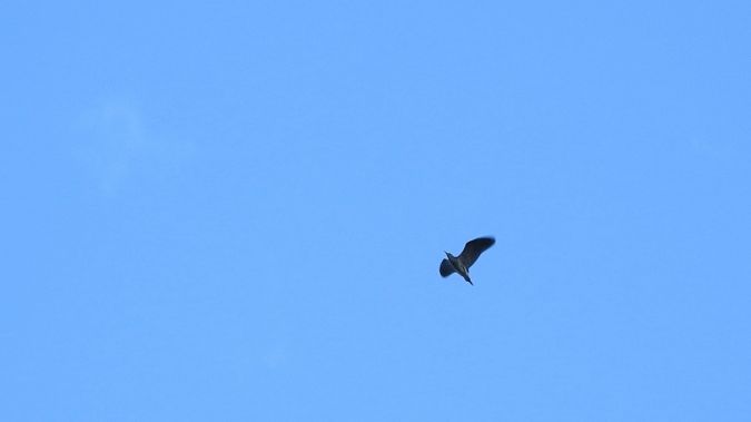 ślepowron  - Jarosław Słowikowski