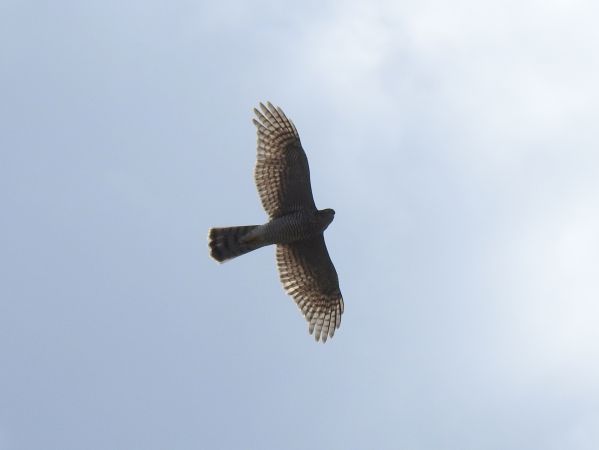 Habicht  - Jarosław Słowikowski