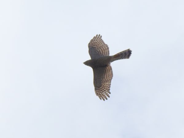 jastrząb  - Jarosław Słowikowski