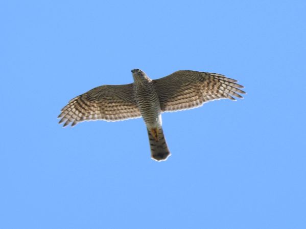 Autour des palombes  - Jarosław Słowikowski