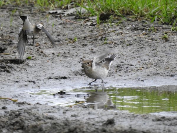 Gobemouche noir  - Jarosław Słowikowski