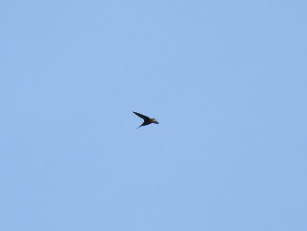 Martinet noir  - Jarosław Słowikowski