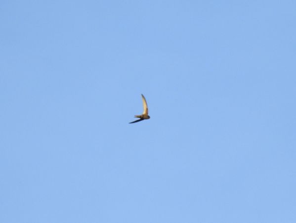 jerzyk  - Jarosław Słowikowski