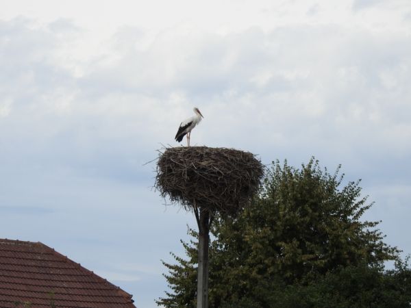 Cigogne blanche  - Jarosław Słowikowski