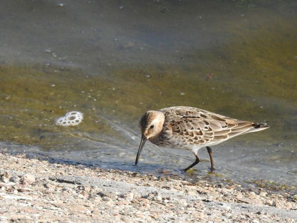 Dunlin  - Jarosław Słowikowski