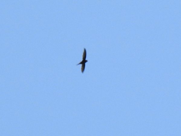Common Swift  - Jarosław Słowikowski