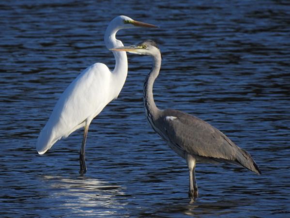 czapla siwa  - Jarosław Słowikowski
