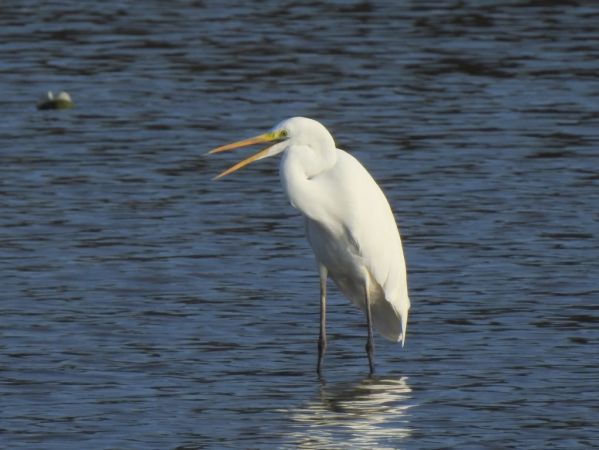 czapla biała  - Jarosław Słowikowski